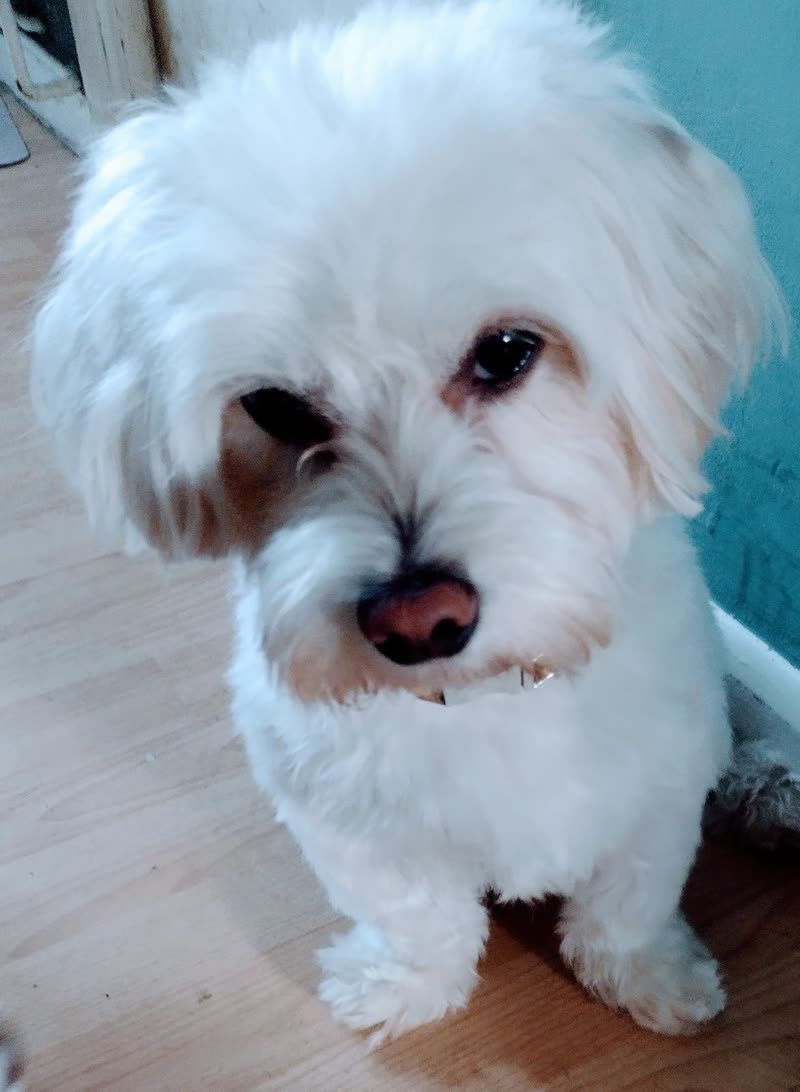 A freshly groomed white dog on the wooden floor of the salon against its turquoise wall