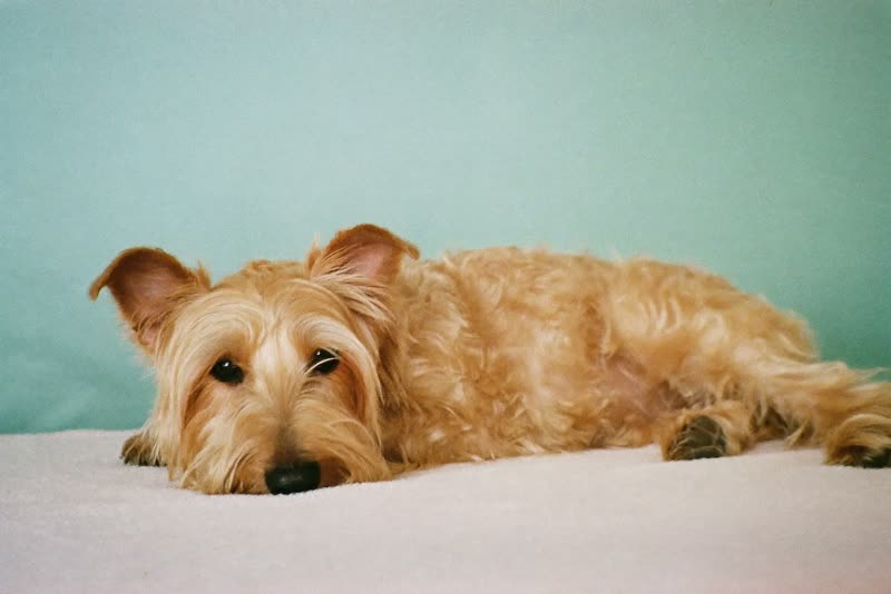 A groomed terrier resting on a towel
