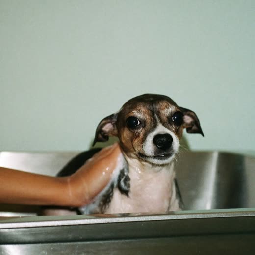 A small dog being washed in a grooming bath