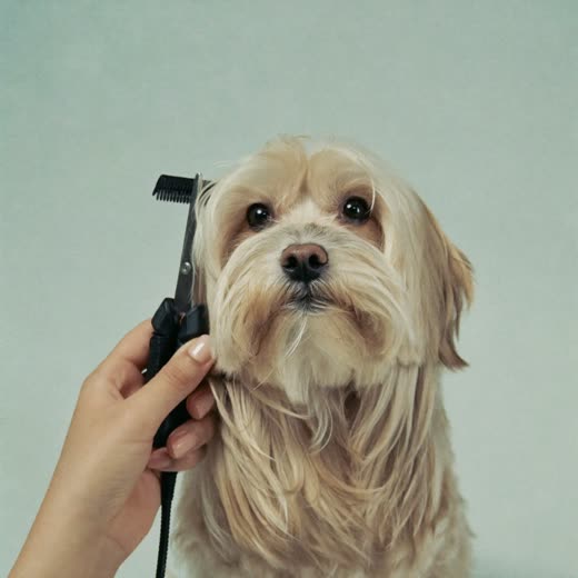 Clippers trimming a small dog's coat
