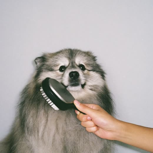 A fluffy dog's coat being brushed out