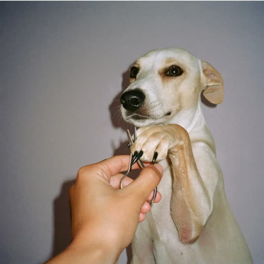 A dog's nails being clipped
